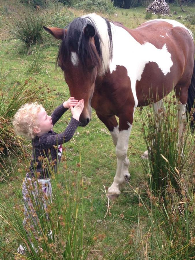 Stay With Your Pet Killarney Bagian luar foto