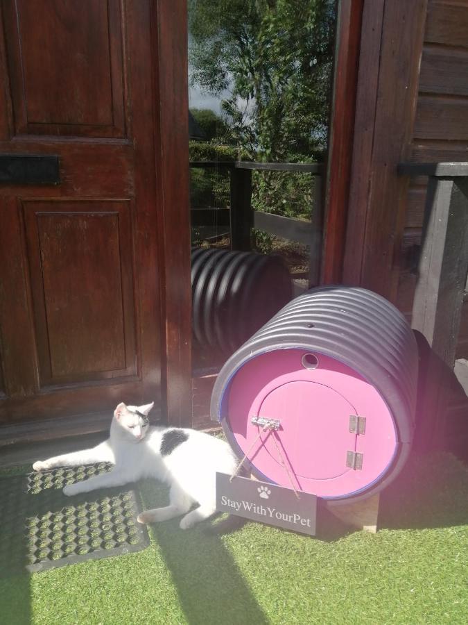 Stay With Your Pet Killarney Bagian luar foto